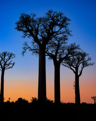 Plakat silhouette of a baobab tree at sunset in south madagascar
