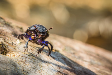 Face to face portrait of black dung beetle with antennas, blue legs and white cobweb on head standing on a piece of dry wood. Sunny summer day in the forest. Blurry bokeh background with copy space.
