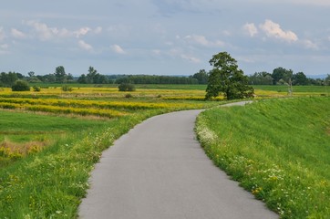 Fototapeta na wymiar Beautiful summer landscape. Asphalt road in a rural scenery.