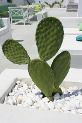 Zielony kaktus na tle białego tarasu - obrazy, fototapety, plakaty