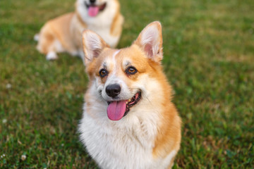 Two dogs Welsh Corgi on the green lawn