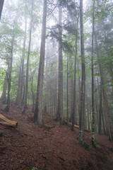 foggy forest in bavaria