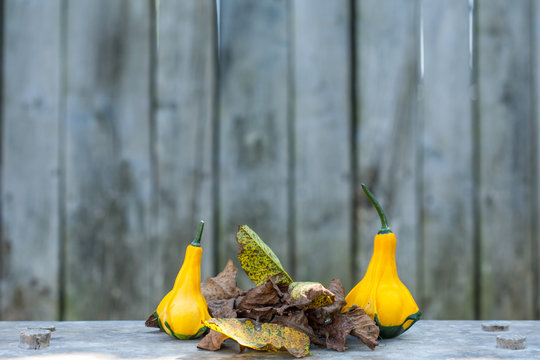 Close up of a two yellow-green zucchini with leafs
