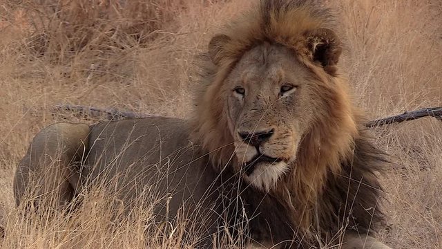 Zoom in on a male lion resting in the dry grass during the day in South Africa.