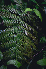 nice moody leafe in the forest