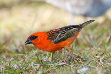 A Red Fody bird ( Foudia madagascariensis ) looking for foods, Seychelles.