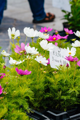 Beautiful cosmos flower for sale in central Ostend Belgium with special 3,50 euros for 10 pots