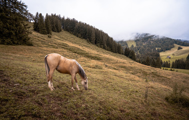Horse at the meadow eating in bavaria