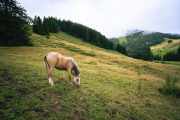 Horse at the meadow in bavaria alps