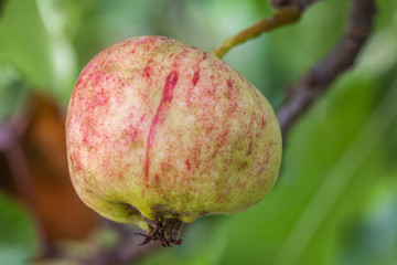 Allassac (Corrèze, France) - Pommier