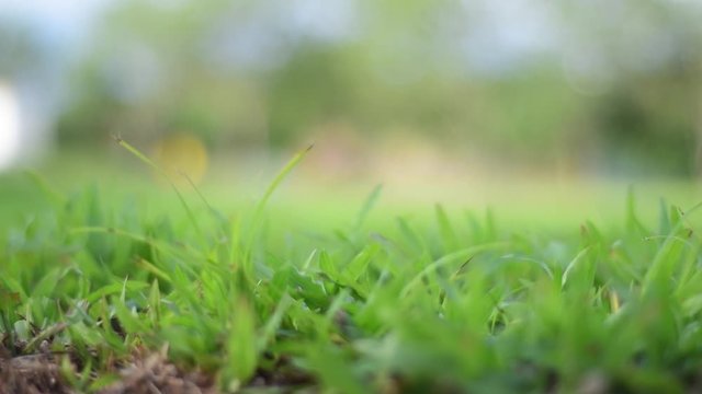 Pie descalzo en c&eacute;sped, cerca, tobillo