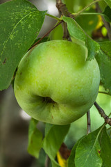 Allassac (Corrèze, France) - Pomme bio