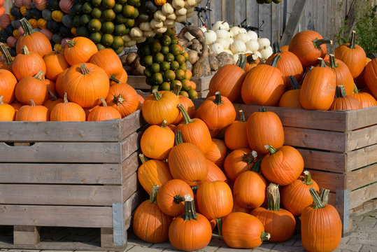 citrouilles en tas 