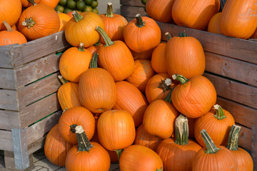 plusieurs citrouilles 