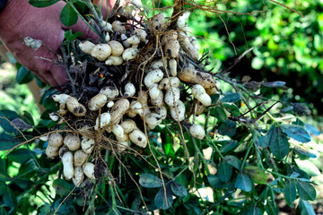 Dug peanuts. Peanut bush on the field. Tubers, peanut roots.