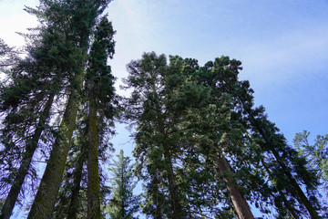 Big green tree in the forest