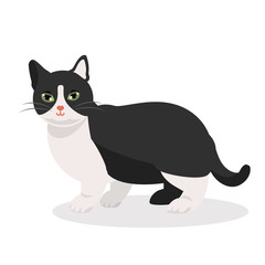 Cat tuxedo black and white munchkin breed. Small paws cat. Nice cute little paws kitty. vector illustration isolated.