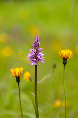 Obraz premium Dactylorhiza majalis - western marsh orchid