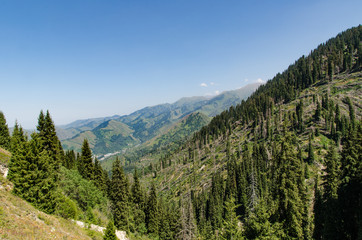 Beautiful green mountains and hills in Kazakhstan in the summer. Trees fallen after a severe hurricane are visible on the slope