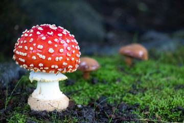 San Francisco Mushrooms