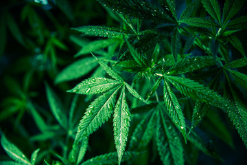 Naklejka na ściany i meble Cannabis Marijuana Leaf Plant Green Medical Weed High Quality