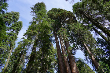 Fototapeta premium The big tree in the forest, nature mountain 