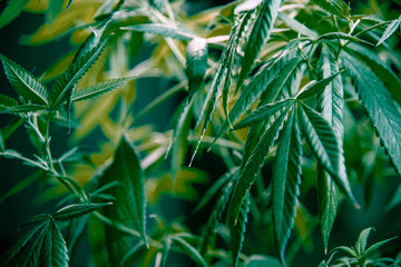 Cannabis Marijuana Leaf Plant Green Medical Weed High Quality