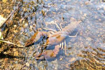 River crayfish in its natural habitat.