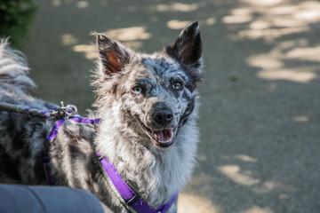 Mudi Photos Royalty Free Images Graphics Vectors Videos