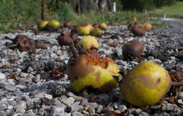 Fallobst auf der Stra&szlig;e verfault und Wespen
