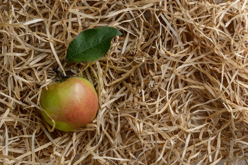 fresh Apple with a leaf on wood shavings