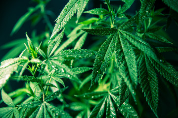 Naklejka na ściany i meble Cannabis Marijuana Leaf Plant Green Medical Weed High Quality
