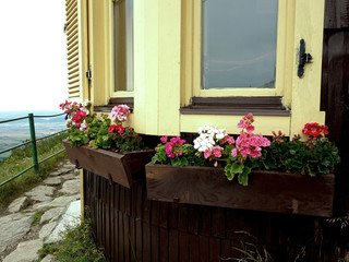 Fototapeta na wymiar Flowers in a flower pot on a cottage in a mountain environment