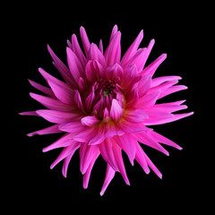 Flower of purple dahlia isolated on a black background