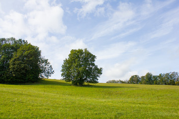 Wiese zwischen den Wäldern mit einem einzelnen Baum und Schleierwolken