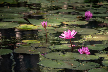 Lotus flower blooming in a reflective pool