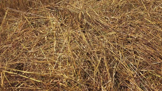 Straw is an agricultural byproduct consisting of the dry stalks of cereal plants after the grain and chaff have been removed. It makes up about half of the yield of cereal crops such as barley, oats, 