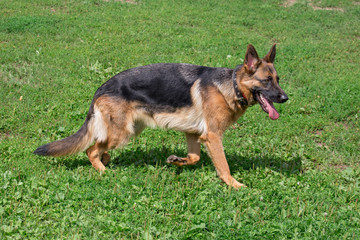 Cute german shepherd with black mask is running on a green meadow. Pet animals.