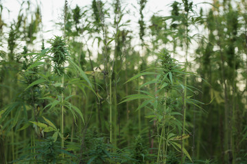 Fototapeta premium Cannabis grows in the summer countryside farm field