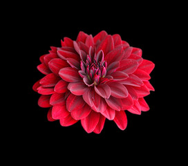 Beautiful red dahlia isolated on a black background