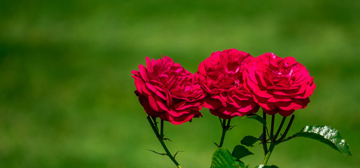 Three red red roses (Rosa Bordeaux) against green background - Layout for a gift card or banner
