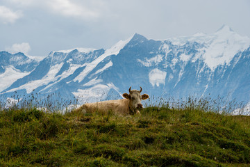 Kuh auf der Alp mit einem schönen Alpenpanorama 