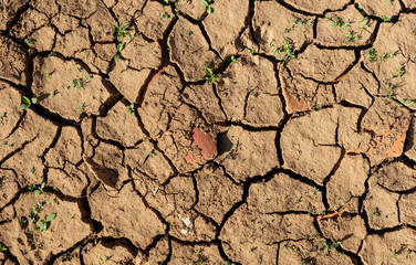 Land with Dry and Cracked Ground, with Young Plants Growing out. Background Texture. Top View