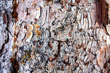 Bark texture