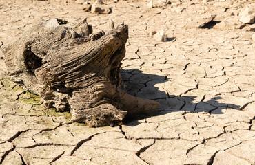 Land with Dry and Cracked Ground, with a old dry log. Background Texture.