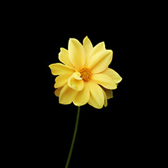 Yellow flower dahlia isolated on a black background