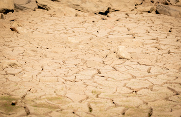 Land with Dry and Cracked Ground, with Young Plants Growing out. Background Texture.