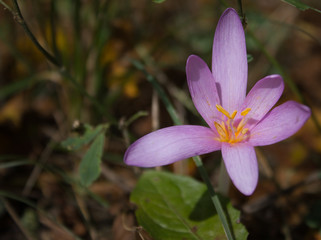 Herbstzeitlose in close up Nahaufnahme in lila mit gelben Bl&uuml;tenstengel