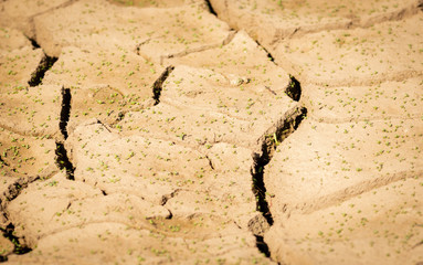 Land with Dry and Cracked Ground, with Young Plants Growing out. Background Texture.