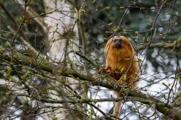 Golden tamarind Marmoset